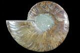 Polished Ammonite Fossil (Half) - Agatized #72935-1